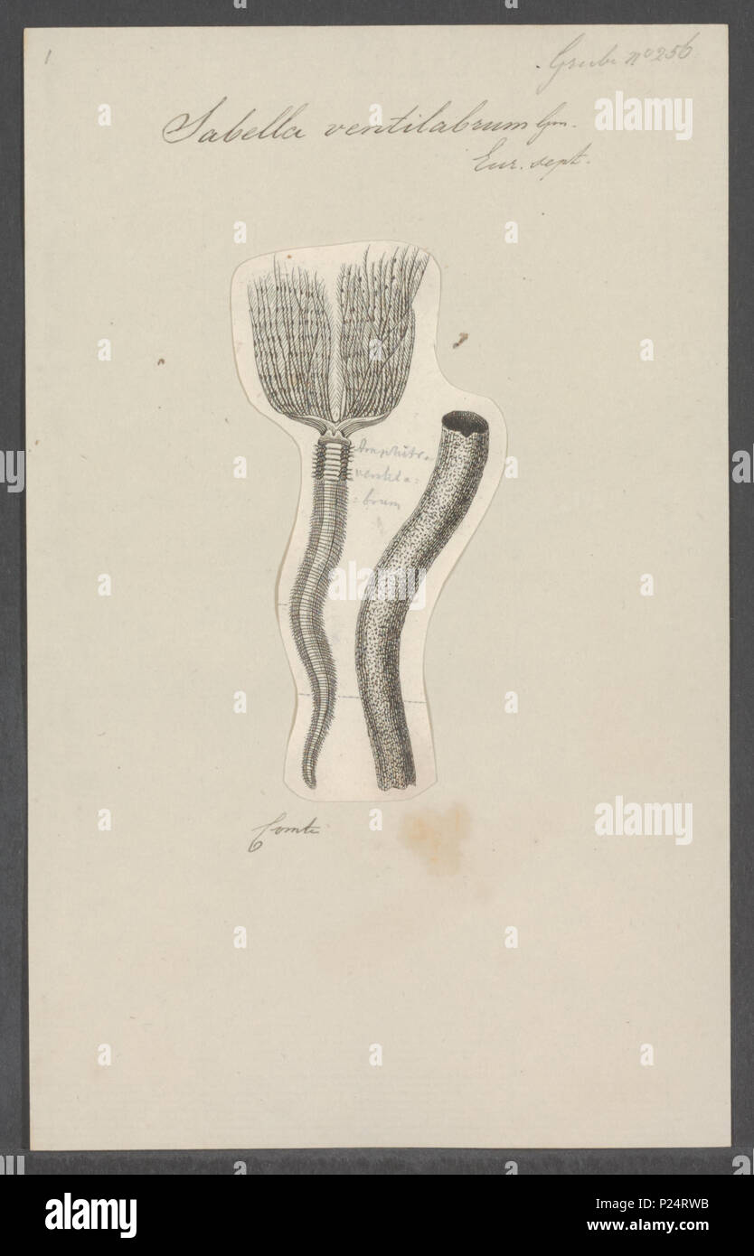 . Sabella ventilabrum 279 Sabella ventilabrum - - Stampa - Iconographia Zoologica - Collezioni Speciali Università di Amsterdam - UBAINV0274 102 20 0008 Foto Stock