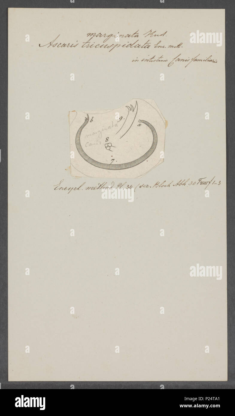 . Gli Ascaris tricuspidata 23 tricuspidata Ascaris - - Stampa - Iconographia Zoologica - Collezioni Speciali Università di Amsterdam - UBAINV0274 104 03 0013 Foto Stock