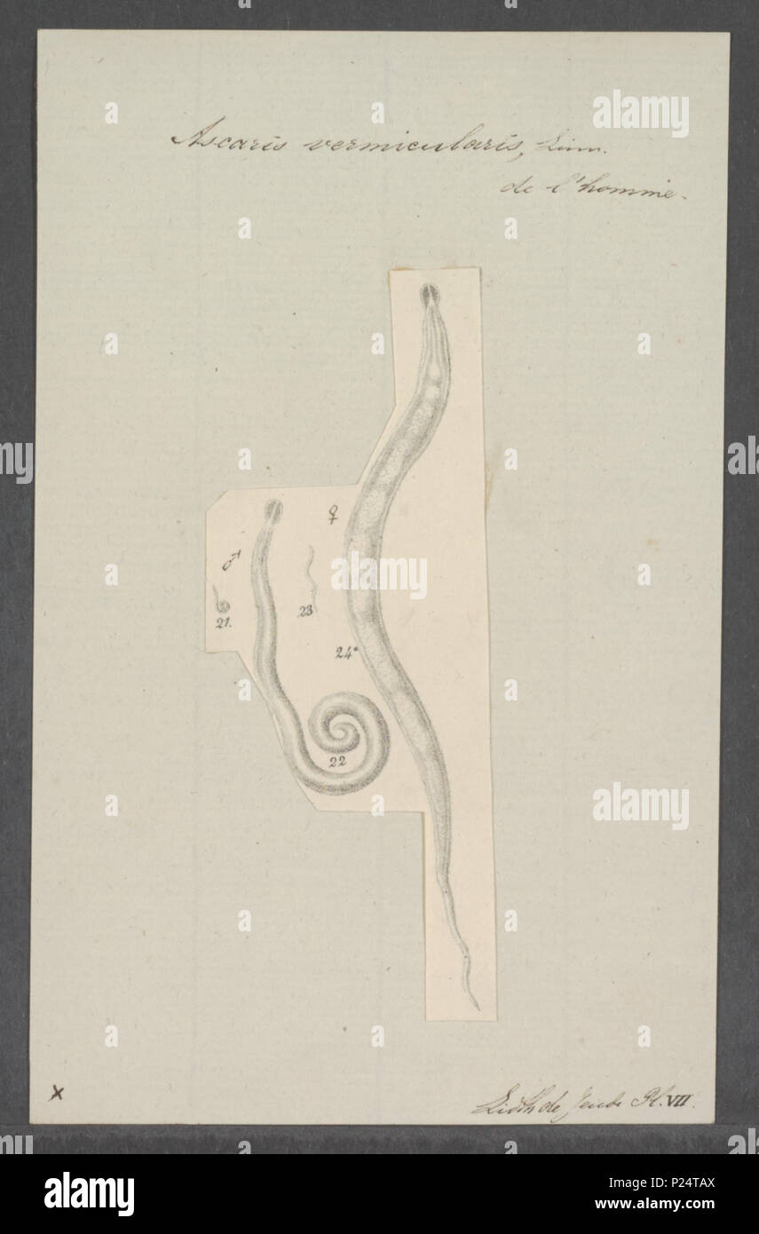 . Gli Ascaris vermicularis 23 Ascaris vermicularis - - Stampa - Iconographia Zoologica - Collezioni Speciali Università di Amsterdam - UBAINV0274 104 03 0023 Foto Stock