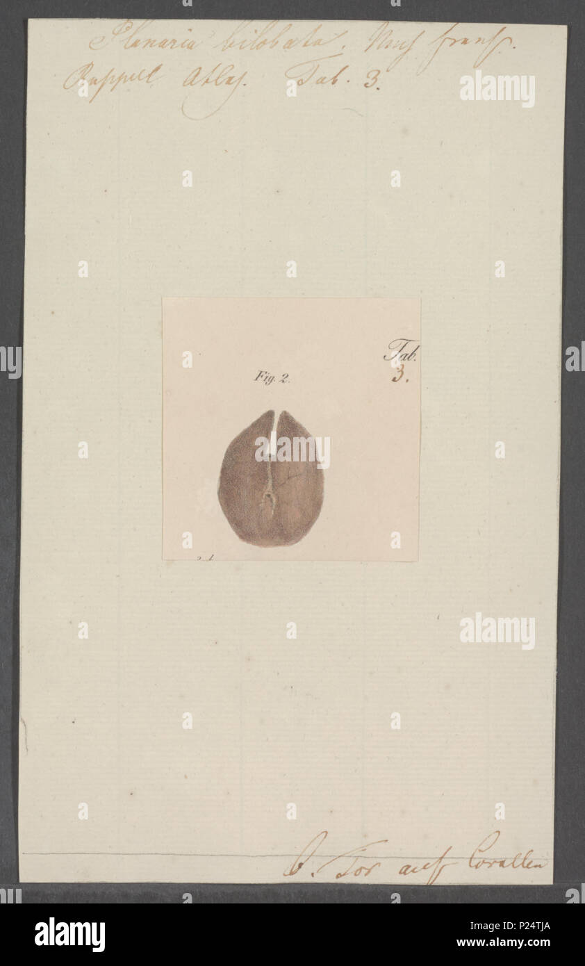 . Planari bilobata 226 planari bilobata - - Stampa - Iconographia Zoologica - Collezioni Speciali Università di Amsterdam - UBAINV0274 105 09 0006 Foto Stock