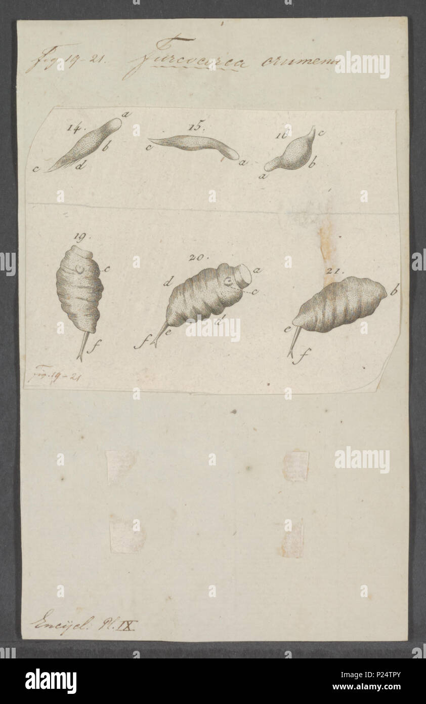 . Furcocerca crumena 130 Furcocerca crumena - - Stampa - Iconographia Zoologica - Collezioni Speciali Università di Amsterdam - UBAINV0274 105 15 0004 Foto Stock