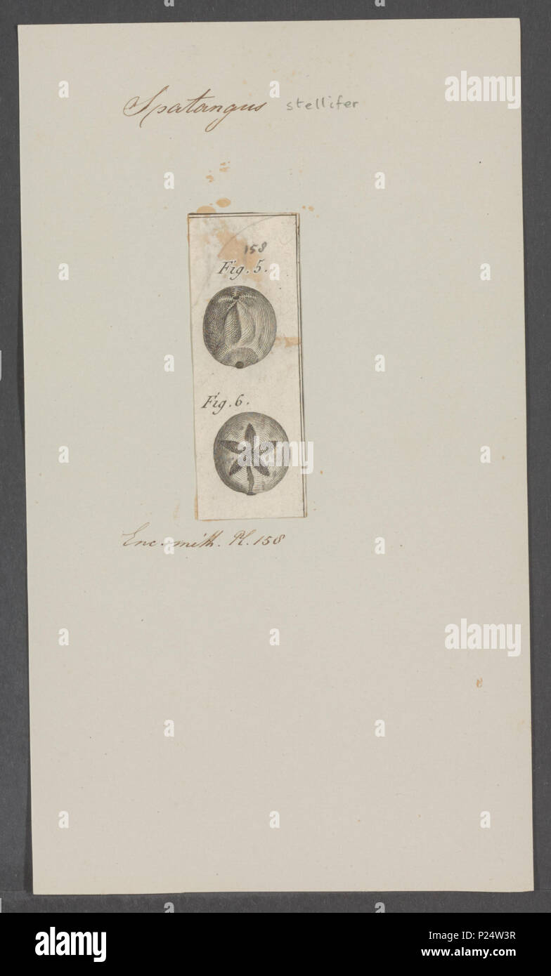 . Spatangus stellifer 294 Spatangus stellifer - - Stampa - Iconographia Zoologica - Collezioni Speciali Università di Amsterdam - UBAINV0274 106 02 0017 Foto Stock