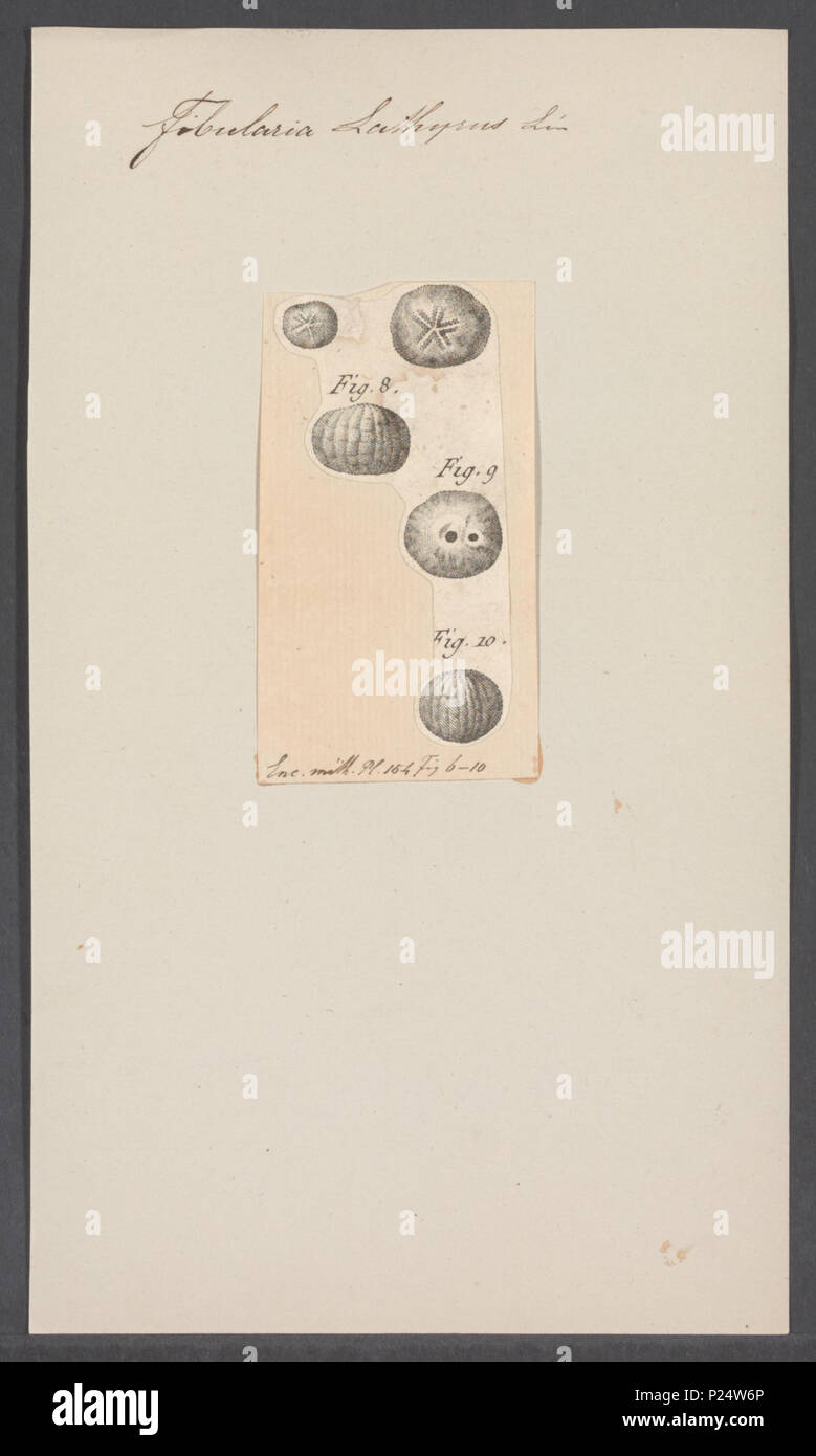 . Fibularia lathyrus 124 Fibularia lathyrus - - Stampa - Iconographia Zoologica - Collezioni Speciali Università di Amsterdam - UBAINV0274 106 06 0005 Foto Stock