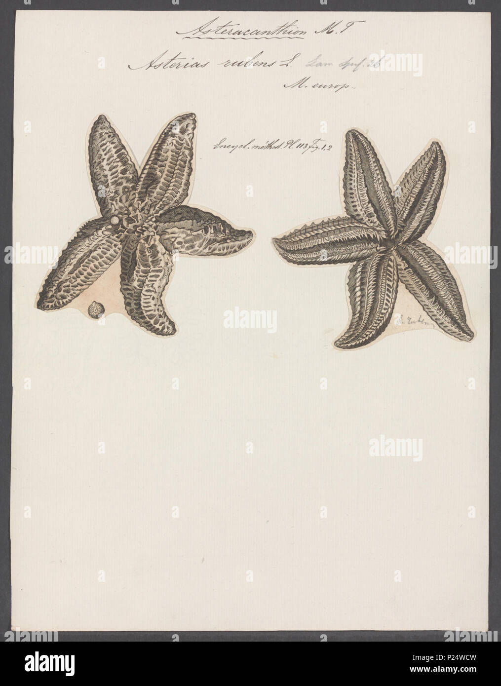 . Asterias rubens 24 Asterias rubens - - Stampa - Iconographia Zoologica - Collezioni Speciali Università di Amsterdam - UBAINV0274 108 02 0007 Foto Stock