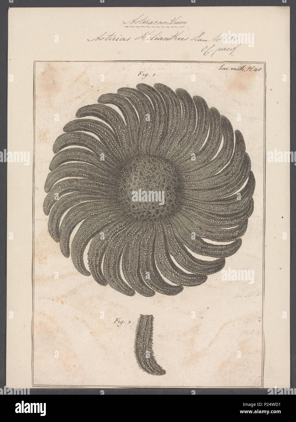 . Asterias helianthus 23 Asterias helianthus - - Stampa - Iconographia Zoologica - Collezioni Speciali Università di Amsterdam - UBAINV0274 108 02 0011 Foto Stock