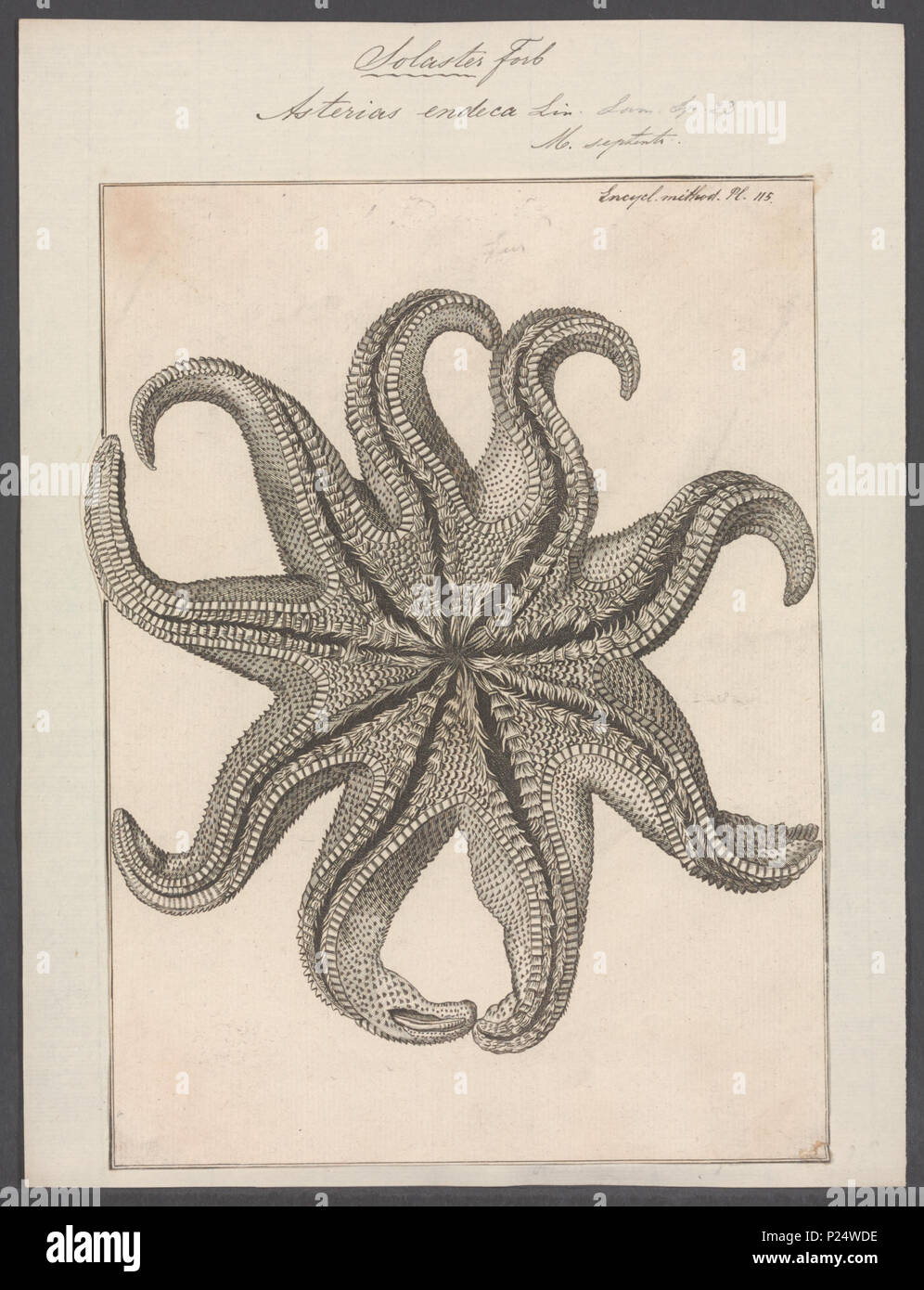 . Endeca Solaster syn. Asterias endeca 23 Asterias endeca - - Stampa - Iconographia Zoologica - Collezioni Speciali Università di Amsterdam - UBAINV0274 108 04 0005 Foto Stock