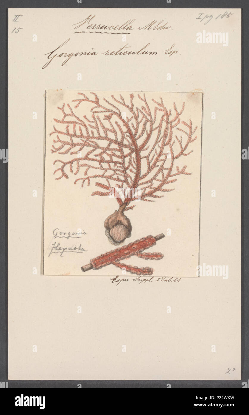 . Gorgonia reticulum 141 Gorgonia reticulum - - Stampa - Iconographia Zoologica - Collezioni Speciali Università di Amsterdam - UBAINV0274 109 02 0040 Foto Stock