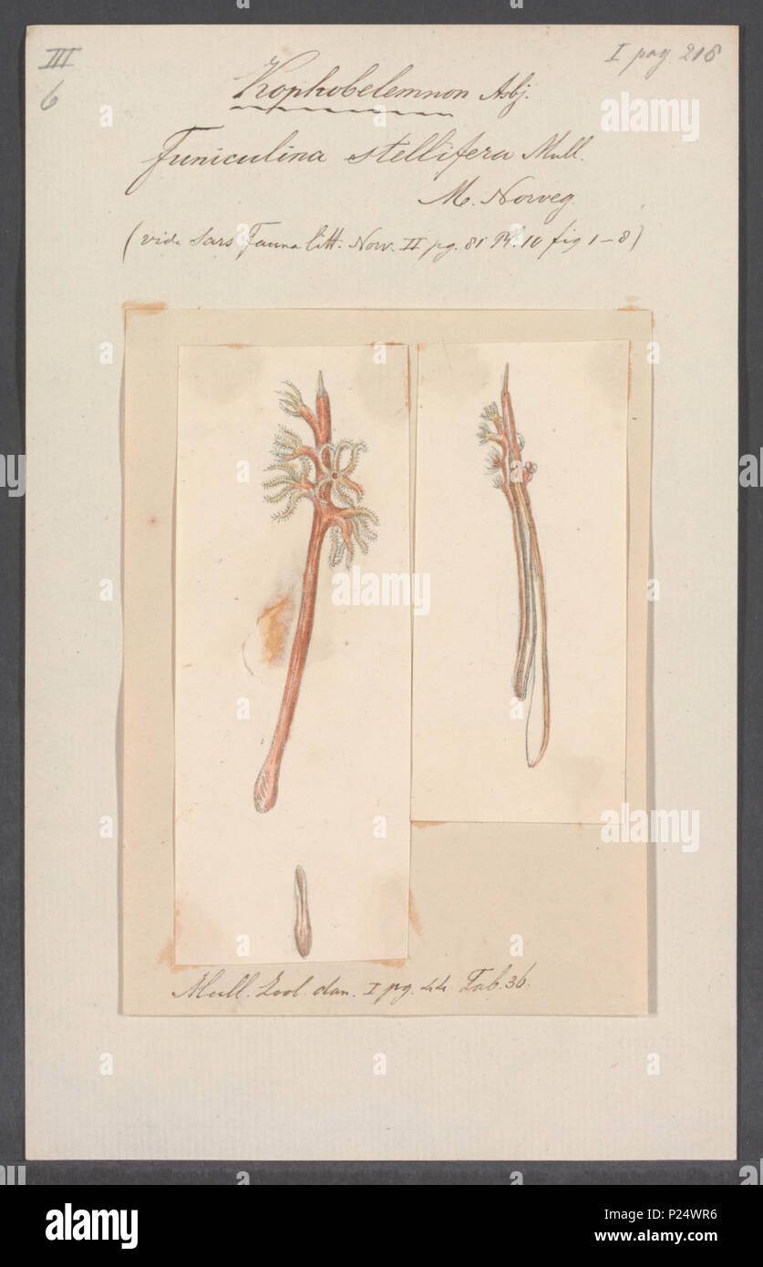 . Funiculina stellifera 130 Funiculina stellifera - - Stampa - Iconographia Zoologica - Collezioni Speciali Università di Amsterdam - UBAINV0274 109 04 0002 Foto Stock