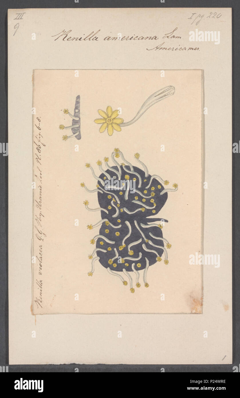 . Renilla americana 276 Renilla americana - - Stampa - Iconographia Zoologica - Collezioni Speciali Università di Amsterdam - UBAINV0274 109 04 0007 Foto Stock