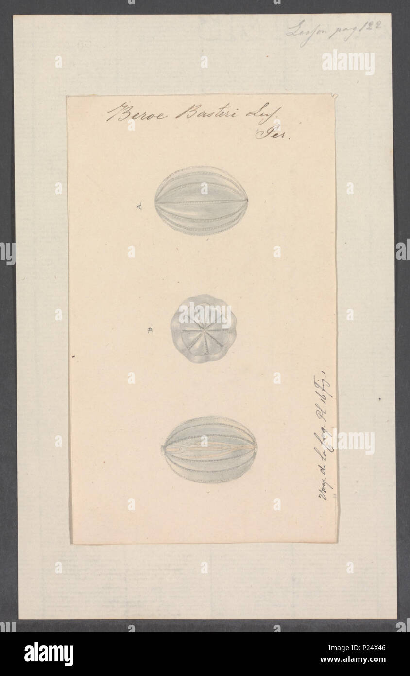 . Beroe basteri 31 Beroe basteri - - Stampa - Iconographia Zoologica - Collezioni Speciali Università di Amsterdam - UBAINV0274 110 04 0011 Foto Stock