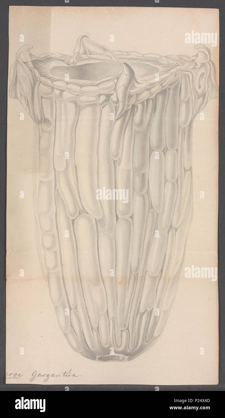 . Beroe gargantua 31 Beroe gargantua - - Stampa - Iconographia Zoologica - Collezioni Speciali Università di Amsterdam - UBAINV0274 110 04 0016A Foto Stock