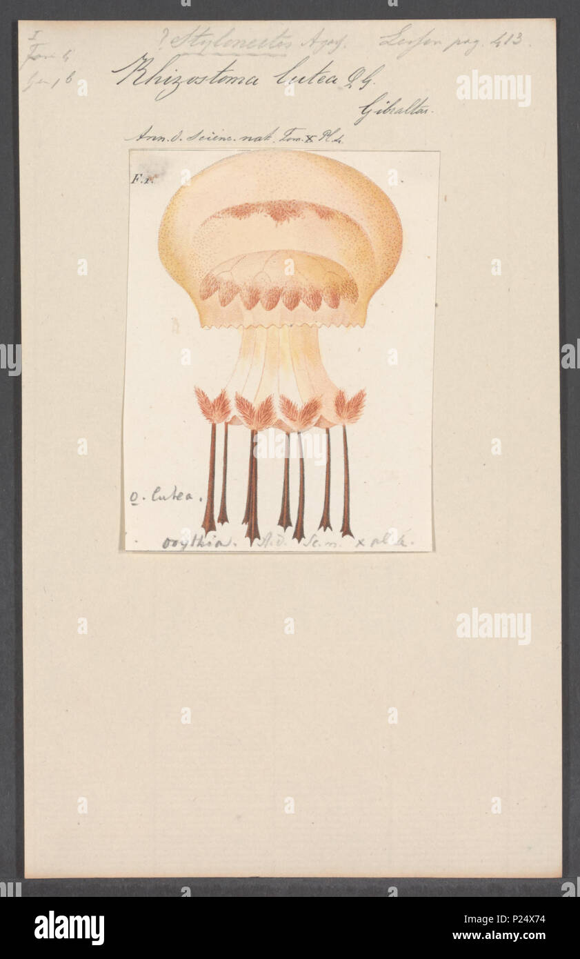 . Lutea Rhizostoma 277 Rhizostoma lutea - - Stampa - Iconographia Zoologica - Collezioni Speciali Università di Amsterdam - UBAINV0274 110 09 0015 Foto Stock