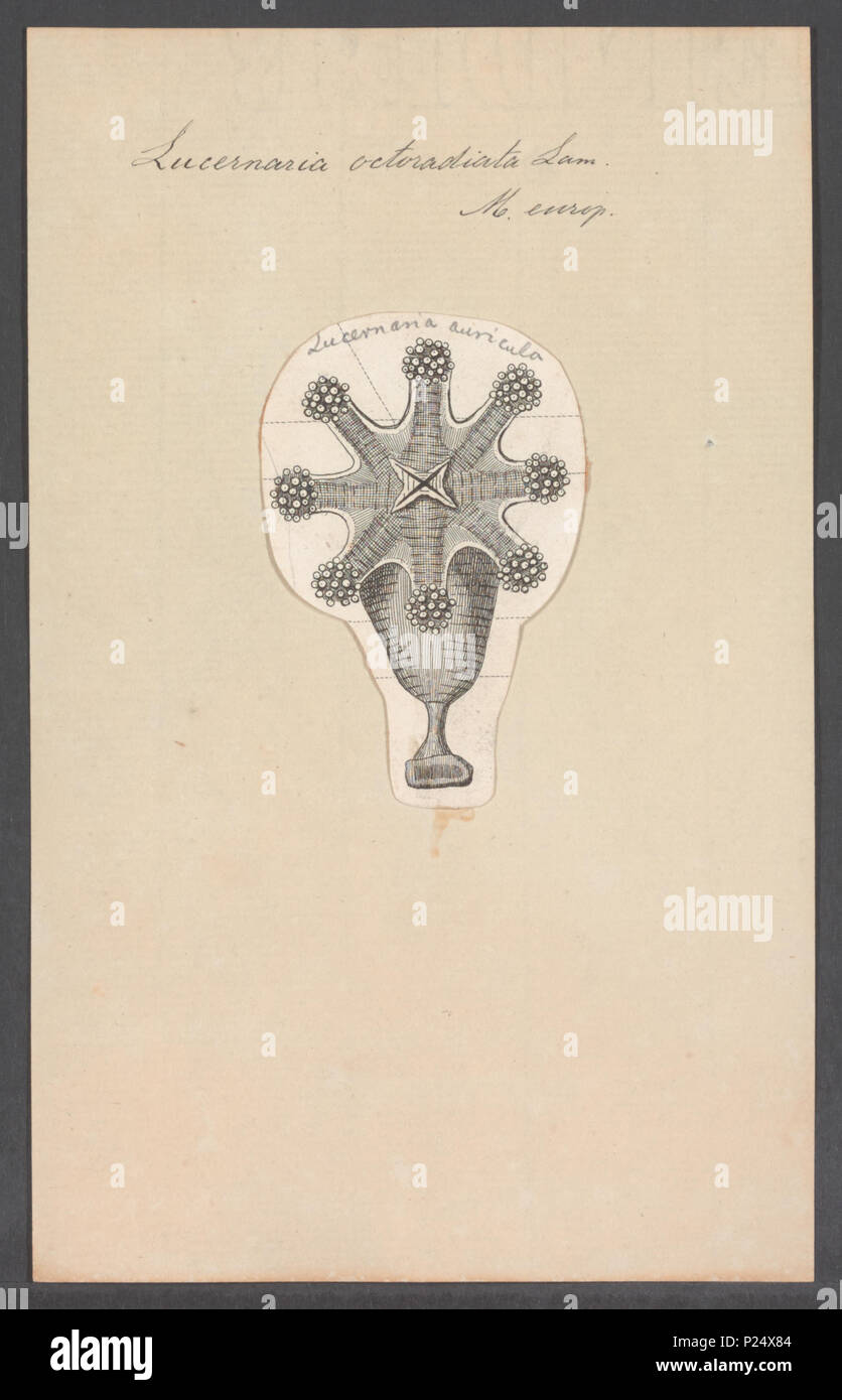. Lucernaria octoradiata 178 Lucernaria octoradiata - - Stampa - Iconographia Zoologica - Collezioni Speciali Università di Amsterdam - UBAINV0274 110 12 0002 Foto Stock
