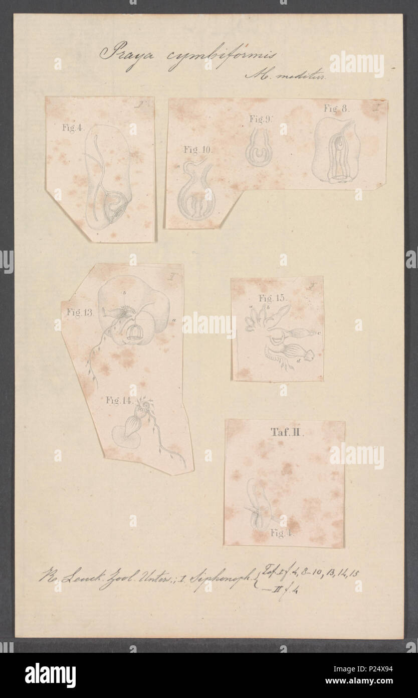 . Praya cymbiformis 232 Praya cymbiformis - - Stampa - Iconographia Zoologica - Collezioni Speciali Università di Amsterdam - UBAINV0274 110 13 0014 Foto Stock