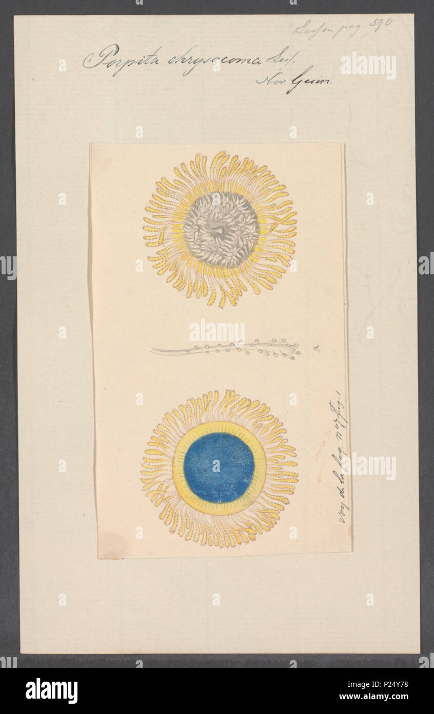 . Chrysocoma Porpita Porpita 231 chrysocoma - - Stampa - Iconographia Zoologica - Collezioni Speciali Università di Amsterdam - UBAINV0274 110 16 0015 Foto Stock