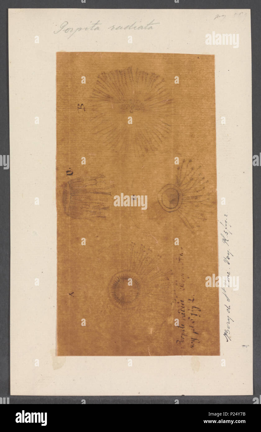 . Porpita radiata 231 Porpita radiata - - Stampa - Iconographia Zoologica - Collezioni Speciali Università di Amsterdam - UBAINV0274 110 16 0017 Foto Stock