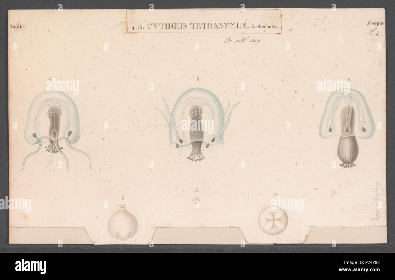 . Cythoeis tetrastylis 74 Cythoeis tetrastylis - - Stampa - Iconographia Zoologica - Collezioni Speciali Università di Amsterdam - UBAINV0274 110 17 0010 Foto Stock