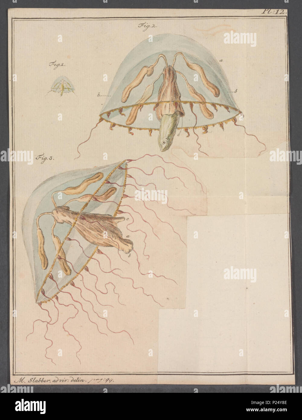 . Thaumantias cymbaloides 304 Thaumantias cymbaloides - - Stampa - Iconographia Zoologica - Collezioni Speciali Università di Amsterdam - UBAINV0274 110 17 0020 Foto Stock
