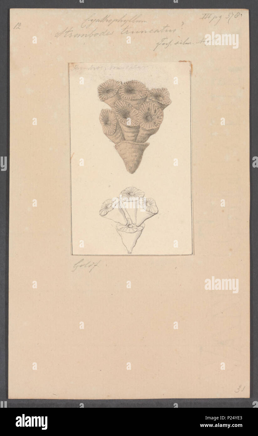 . Truncatus Strombodes 298 Strombodes truncatus - - Stampa - Iconographia Zoologica - Collezioni Speciali Università di Amsterdam - UBAINV0274 111 10 0004 Foto Stock