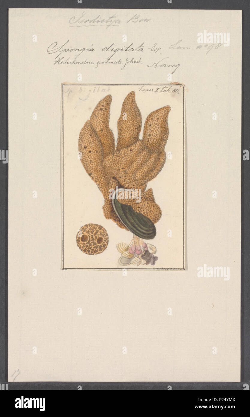 . Spongia digitata 295 Spongia digitata - - Stampa - Iconographia Zoologica - Collezioni Speciali Università di Amsterdam - UBAINV0274 112 05 0008 Foto Stock