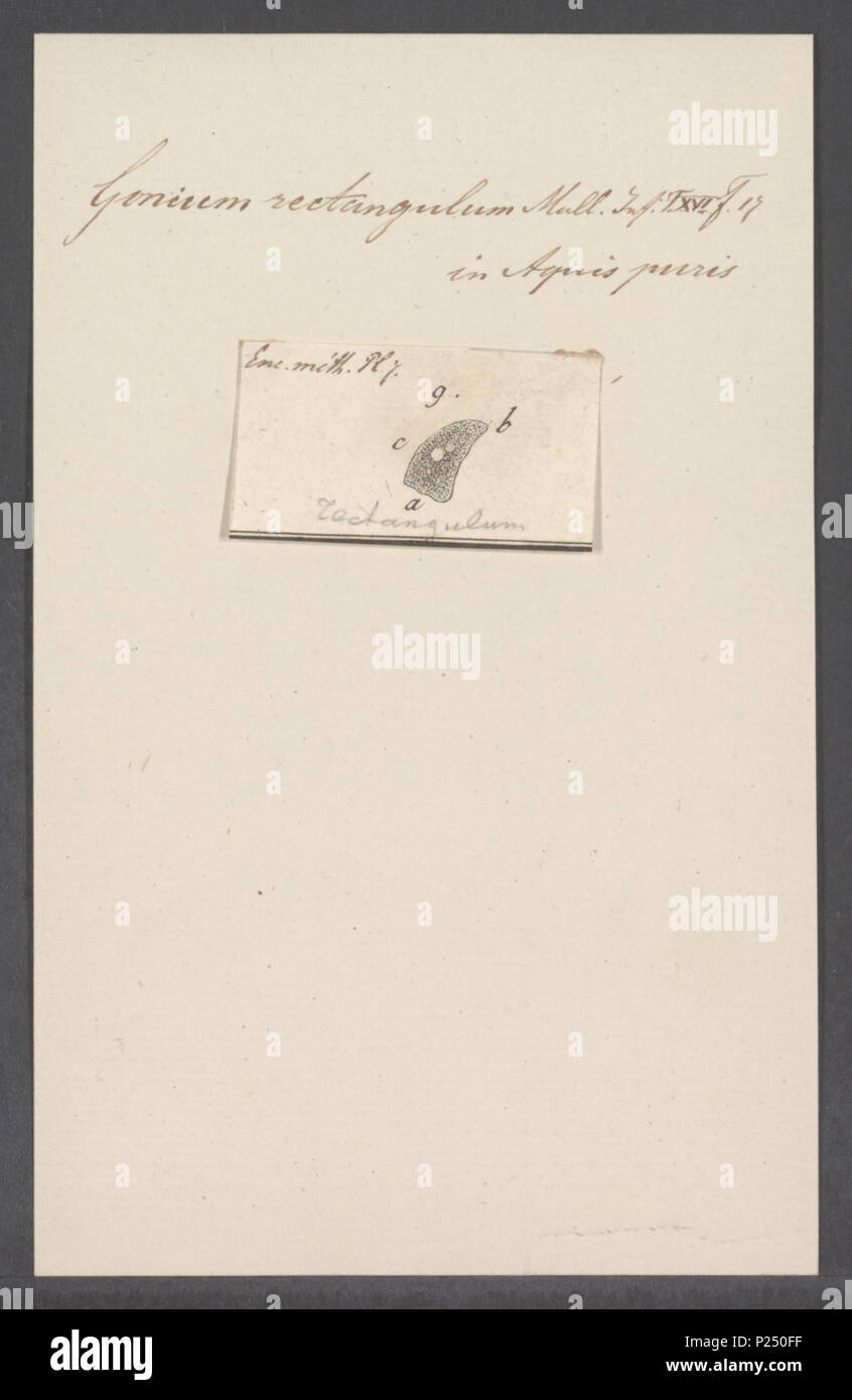 . Gonium rectangulum 141 Gonium rectangulum - - Stampa - Iconographia Zoologica - Collezioni Speciali Università di Amsterdam - UBAINV0274 113 23 0017 Foto Stock