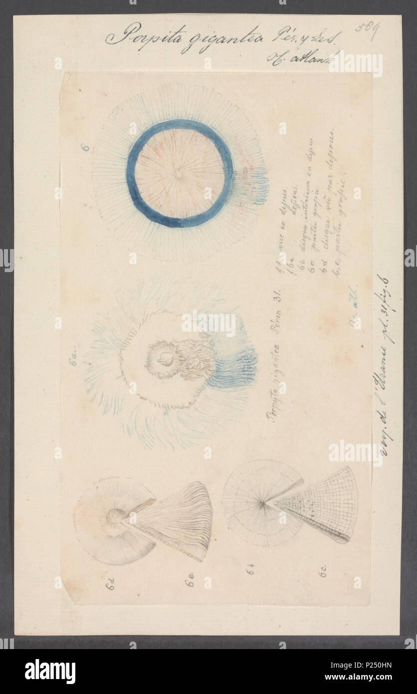 . Porpita gigantea 231 Porpita gigantea - - Stampa - Iconographia Zoologica - Collezioni Speciali Università di Amsterdam - UBAINV0274 110 16 0013 Foto Stock