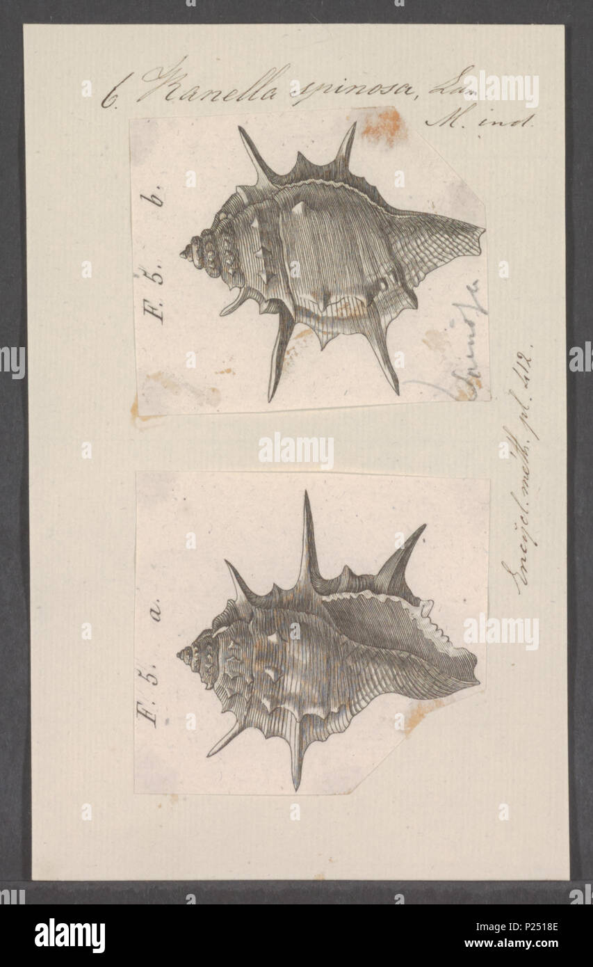 . Ranella spinosa 276 Ranella spinosa - - Stampa - Iconographia Zoologica - Collezioni Speciali Università di Amsterdam - UBAINV0274 084 01 0011 Foto Stock