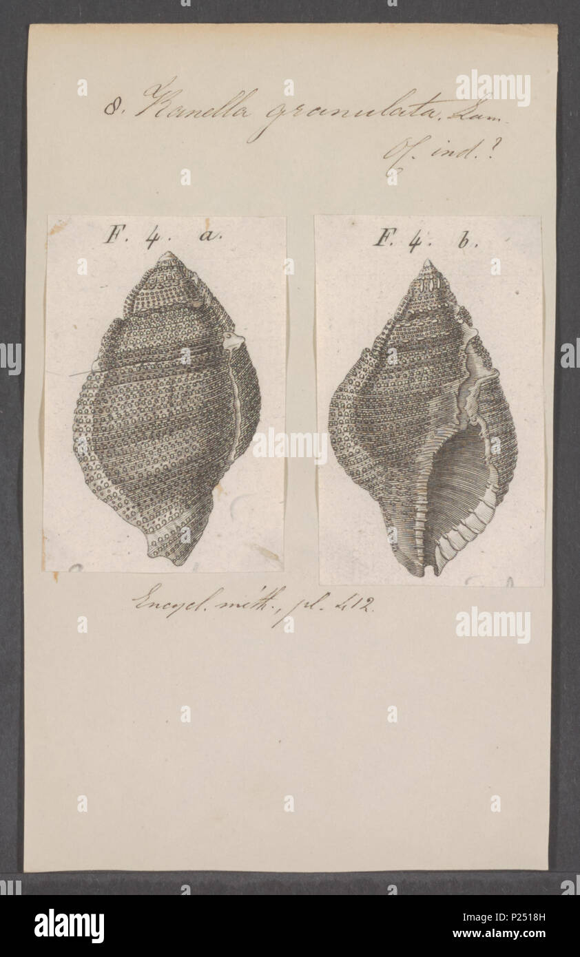 . Granulata ranella 276 Ranella granulata - - Stampa - Iconographia Zoologica - Collezioni Speciali Università di Amsterdam - UBAINV0274 084 01 0013 Foto Stock