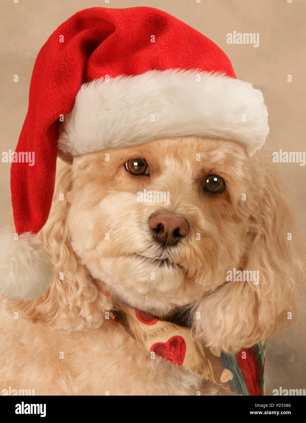 Close-up verticale del cucciolo indossando Santa Hat Foto Stock