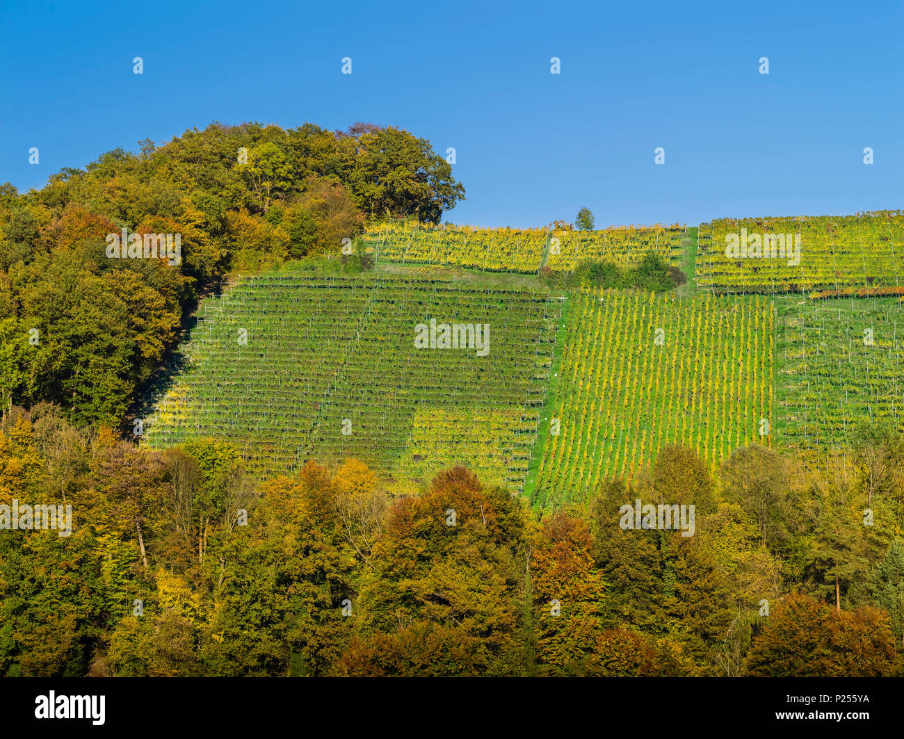 Vigneto in Eglisau, confina con la foresta Foto Stock