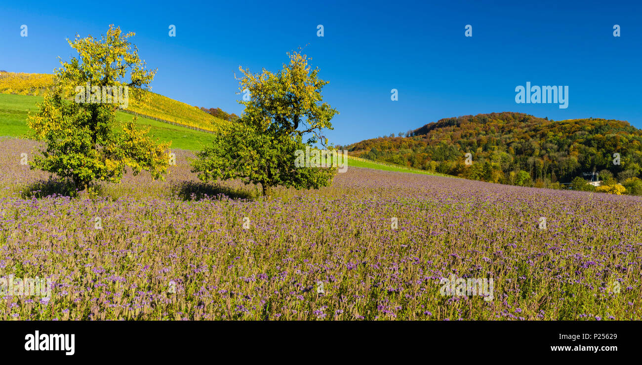 Phacelia campo nell'Zürcher Weinland Foto Stock