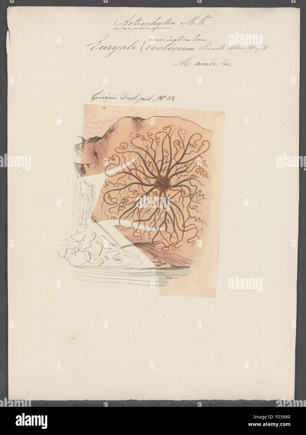 . Euryale muricatum 121 Euryale muricatum - - Stampa - Iconographia Zoologica - Collezioni Speciali Università di Amsterdam - UBAINV0274 108 17 0003 Foto Stock