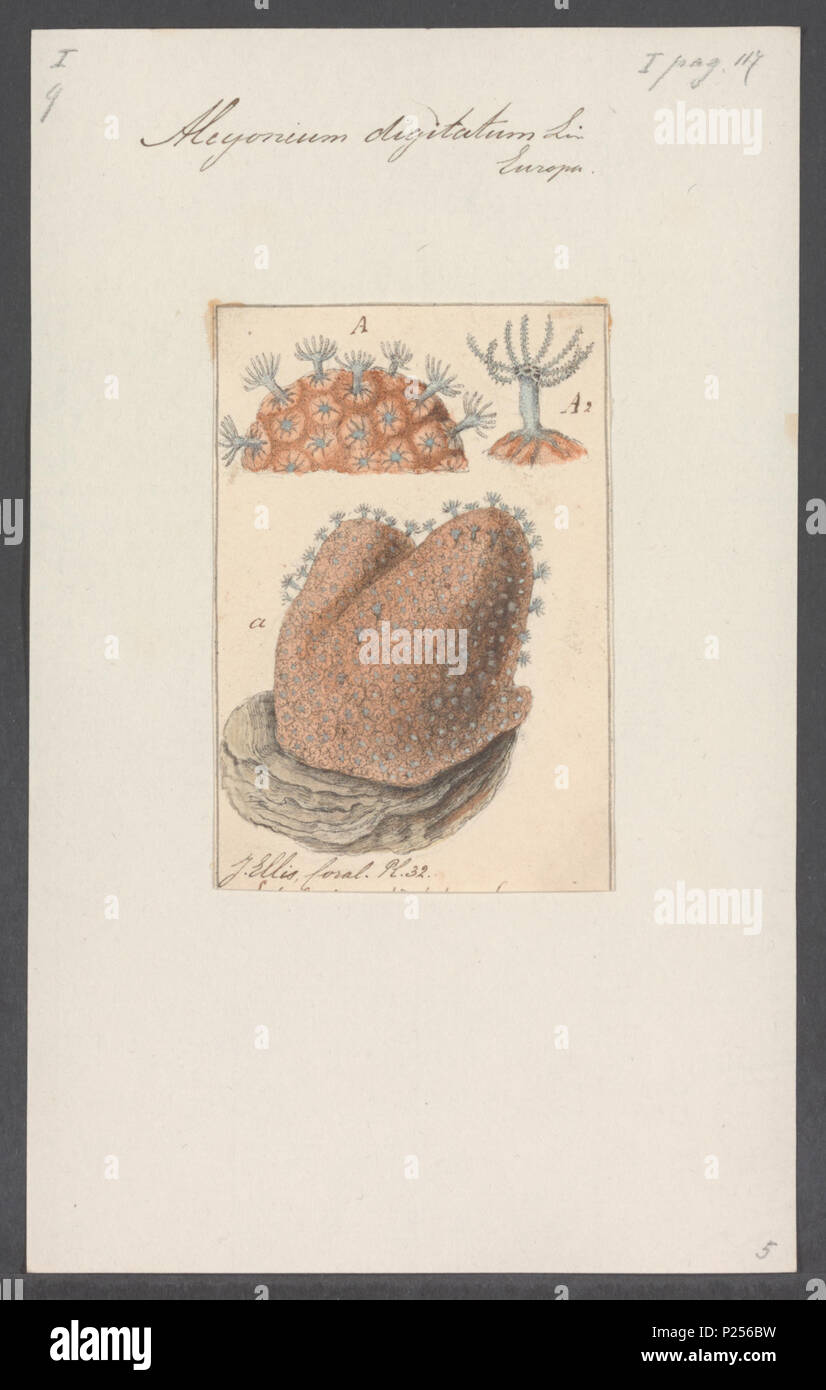 . Alcyonium digitatum 14 Alcyonium digitatum - - Stampa - Iconographia Zoologica - Collezioni Speciali Università di Amsterdam - UBAINV0274 109 01 0011 Foto Stock