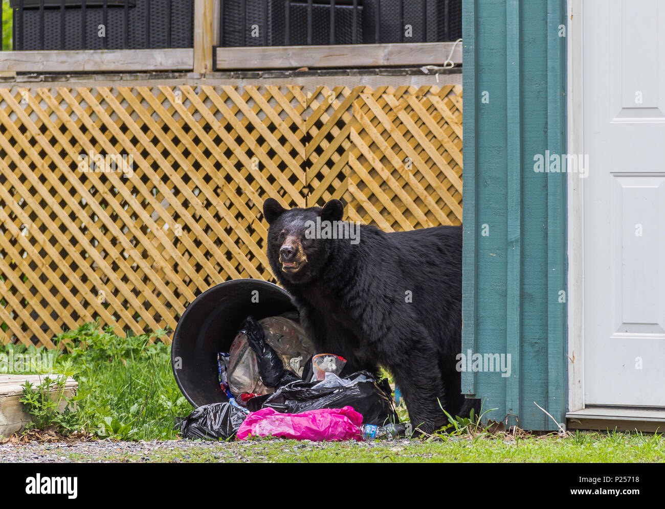 Black Bear in cerca di cibo nella spazzatura, Funny animali selvatici in città Foto Stock
