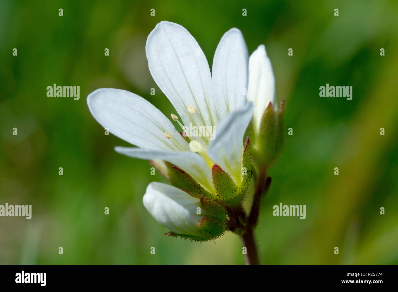 Prato Sassifraga (saxifraga granulata), in prossimità di un unico fiore, che mostra il dettaglio, contro uno sfondo verde. Foto Stock