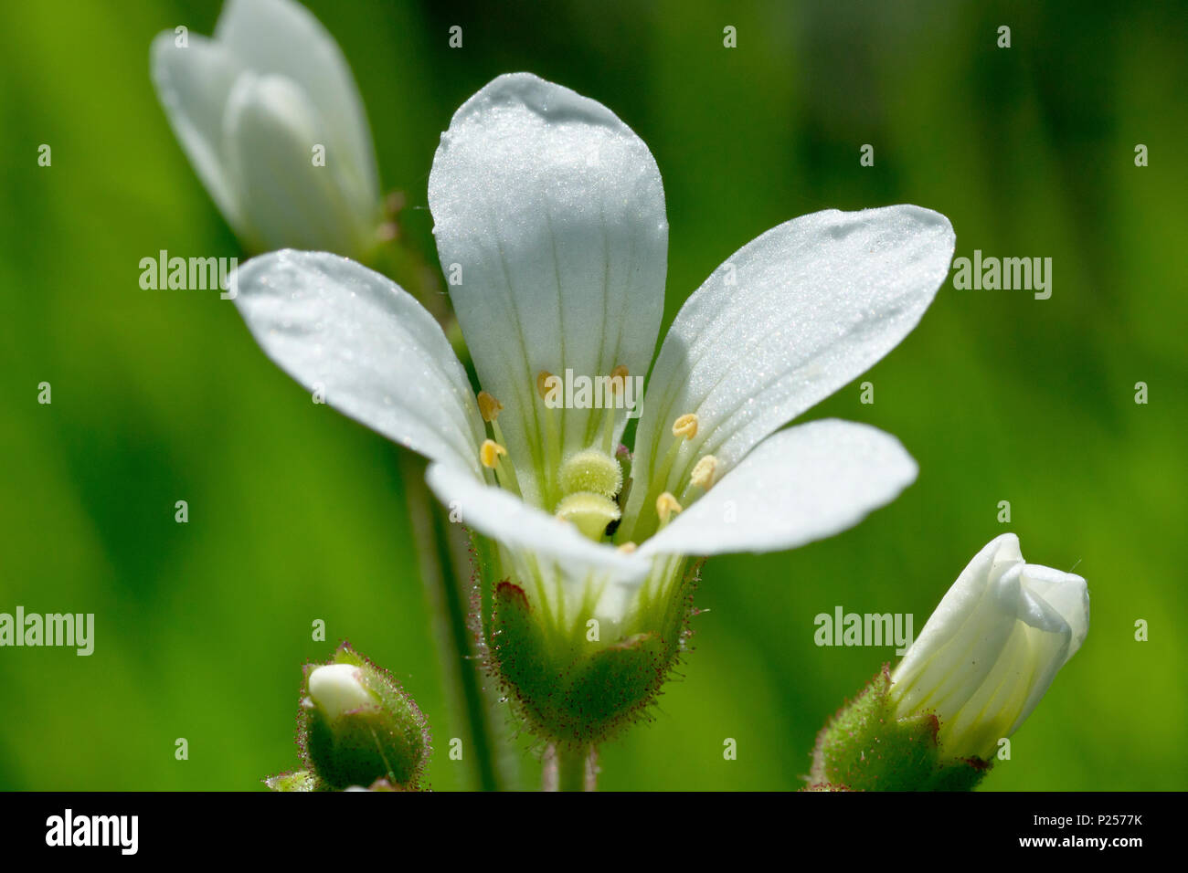 Prato Sassifraga (saxifraga granulata), in prossimità di un unico fiore, che mostra il dettaglio, contro uno sfondo verde. Foto Stock