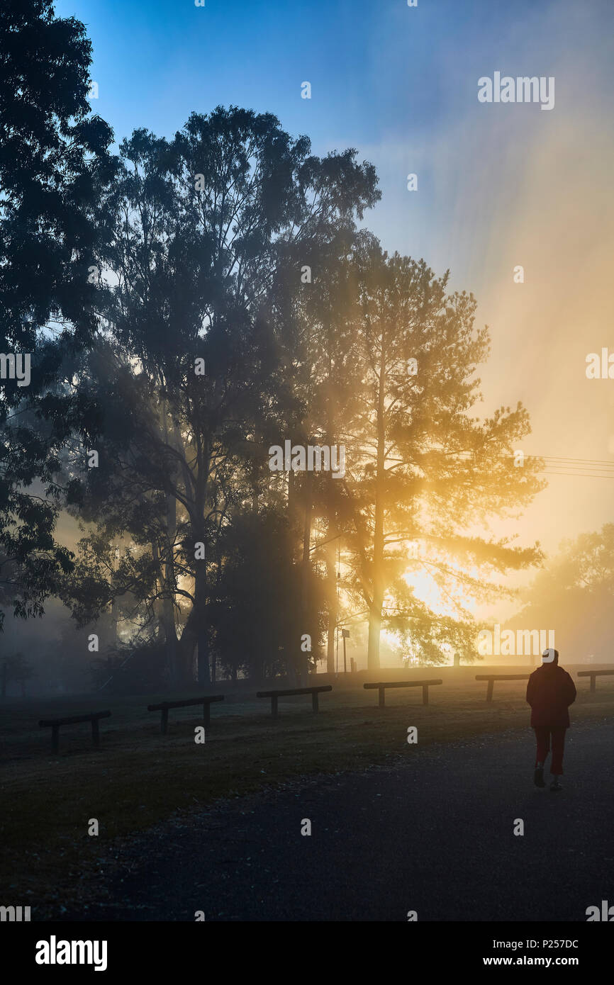 La silhouette di una donna che cammina da sola su un percorso in un parco nelle prime ore del mattino come la luce del sole si rompe attraverso gli alberi, Nuovo Galles del Sud, Australia Foto Stock