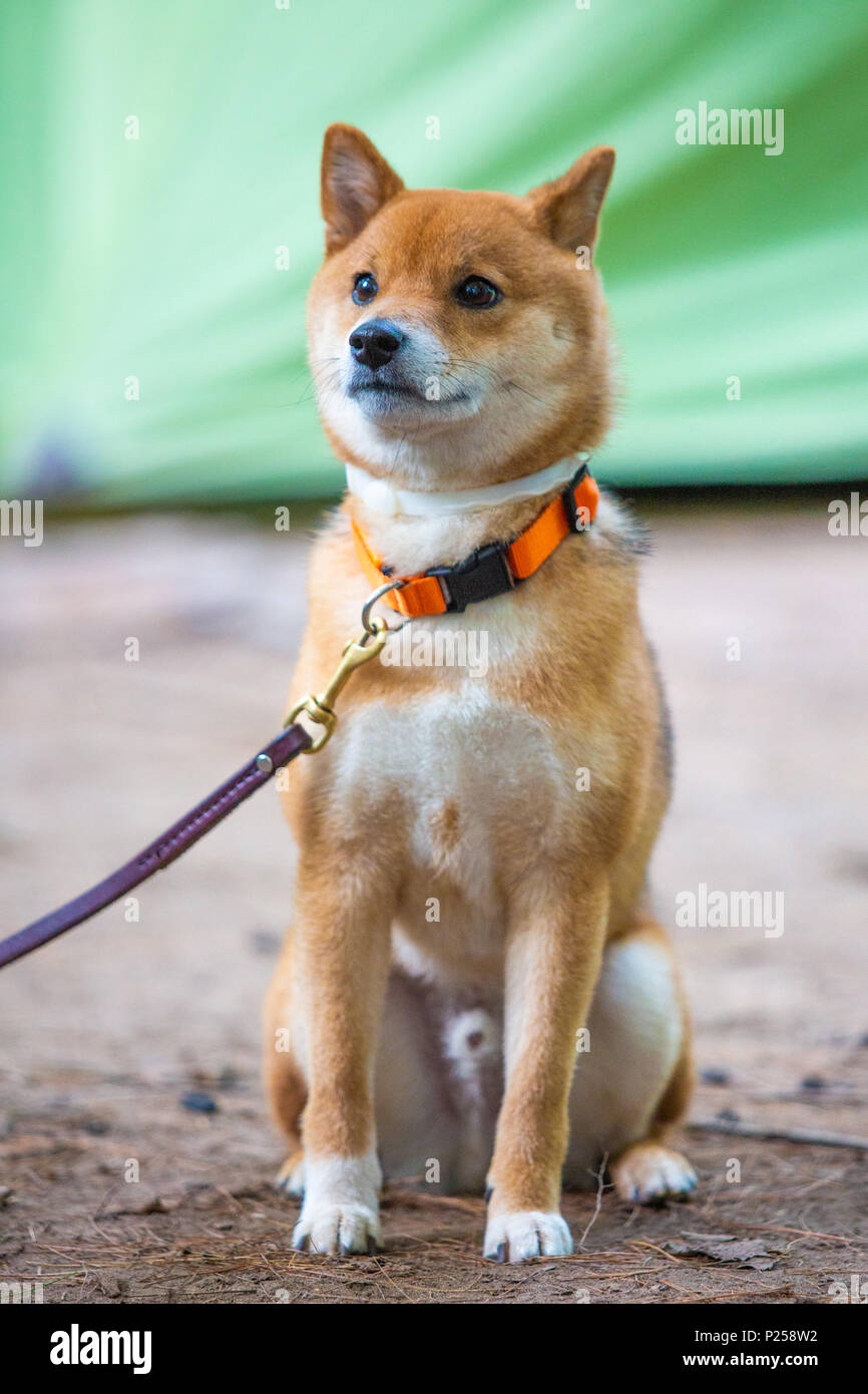 Molto felice shiba inu giapponese cane al guinzaglio da soli Foto Stock