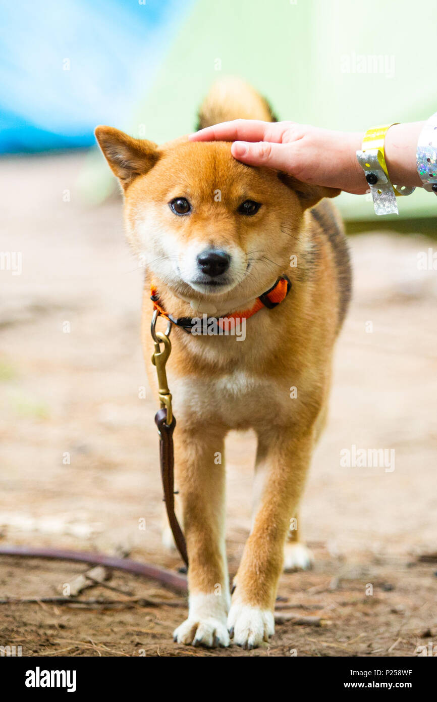 Molto felice shiba inu giapponese cane al guinzaglio da soli Foto Stock