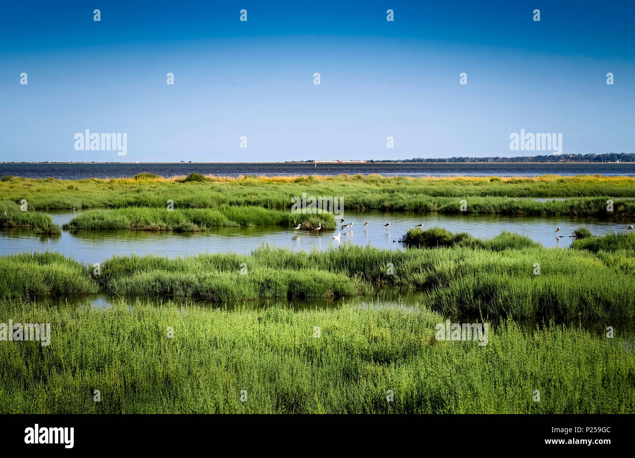 Etang du Doul in autunno, uccelli, vista su tutta la baia Foto Stock