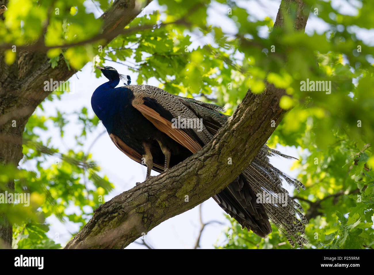 Peafowl indiano seduto sull'albero nel Parco Lazienki Krolewskie (Parco Lazienki) a Varsavia in Polonia. 10 maggio 2018 © Wojciech Strozyk / Alamy Stock Photo Foto Stock