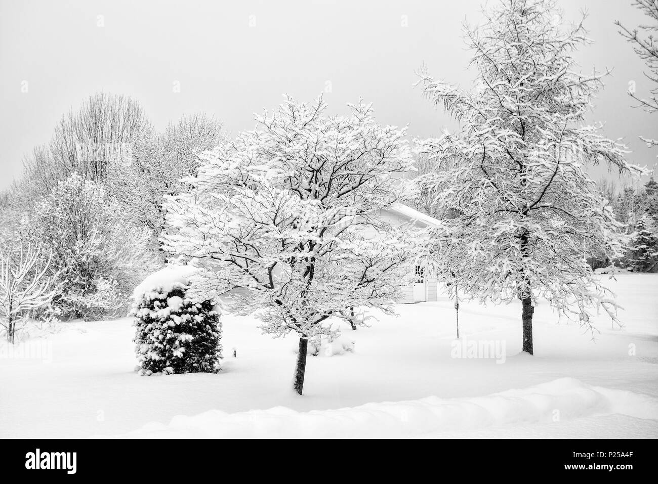 Coperta di neve alberi, Canada, Ontario, Meaford Foto Stock