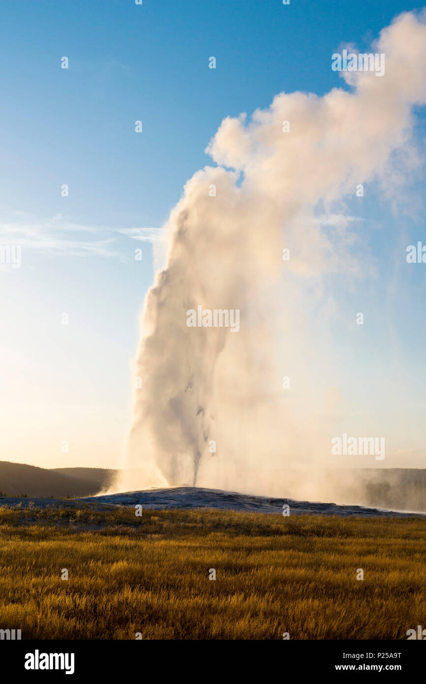 Geyser Old Faithful eruzione, Upper Geyser Basin, il Parco Nazionale di Yellowstone, Teton County, Wyoming USA Foto Stock