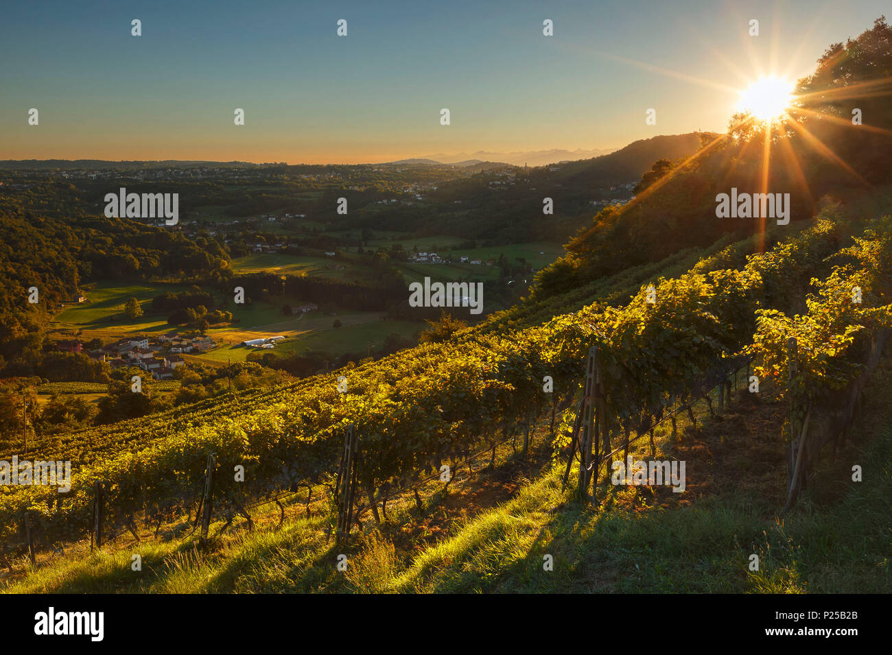 Tramonto sui vigneti che producono vino merlot Pedrinate, distretto di Mendrisio nel Canton Ticino, Svizzera, Europa Foto Stock