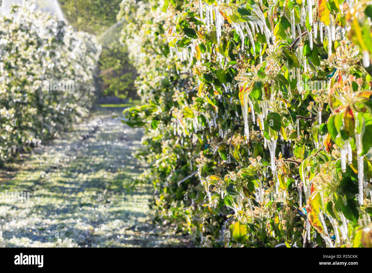 Stalattiti di ghiaccio sulle piante di Apple dopo l'innaffiamento che impedisce il congelamento dei fiori. Tirano, Valtellina, Lombardia, Italia. Foto Stock