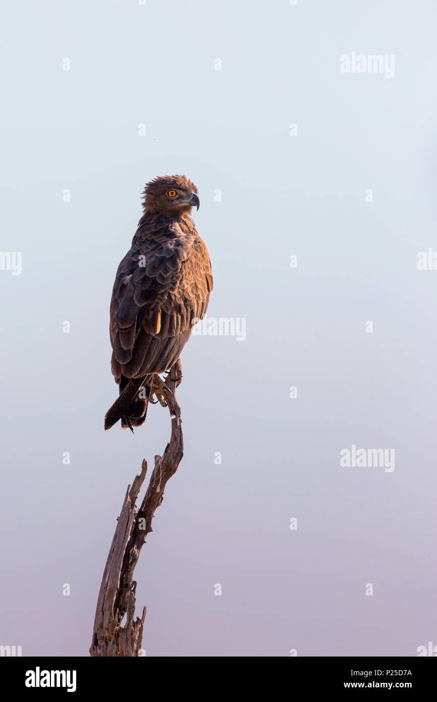 Brown Snake Eagle, Okavango Delta, Botswana, Africa Foto Stock