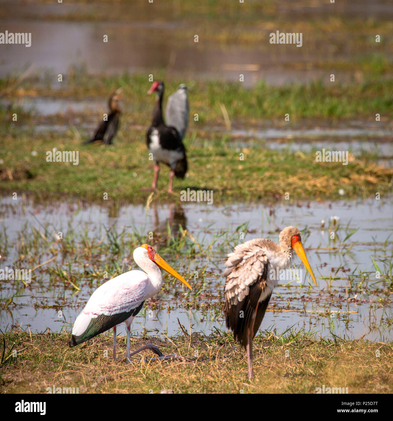 Giallo-fatturati cicogne, Okavango Delta, Botswana, Africa Foto Stock