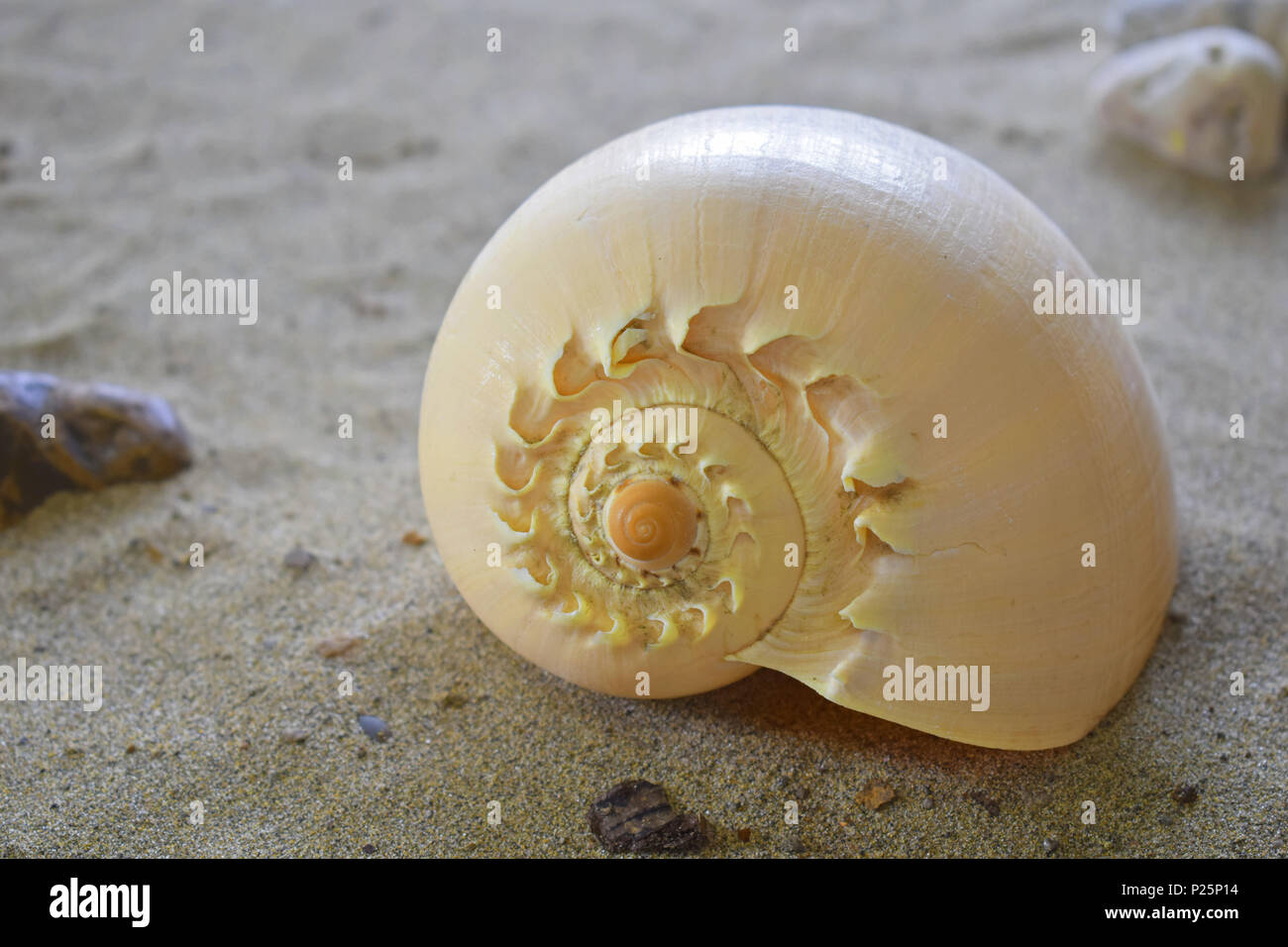 Spirale conchiglia di mare nella sabbia Foto Stock