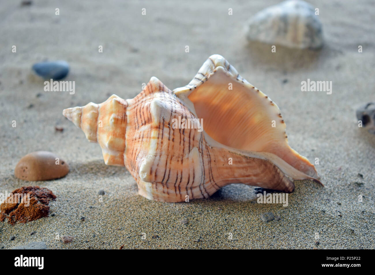 Guscio a spirale nella sabbia Foto Stock