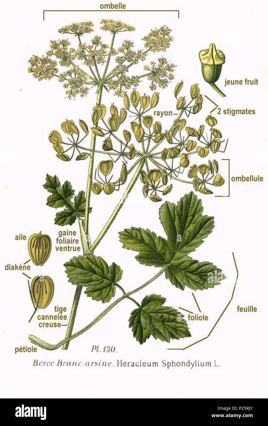 . Heracleum sphondylium L. 31 gennaio 2001. Amédée Masclef (1858-) nomi alternativi Masclef Descrizione botanico francese Data di nascita e morte 1858 19.. Controllo dell'autorità : Q18507759 VIAF: 233362923 ISNI: 0000 0003 6776 1587 LCCN: N88663684 Botanico: Masclef SUDOC: 035266805 WorldCat 1 130 Heracleum Sphondylium L Foto Stock